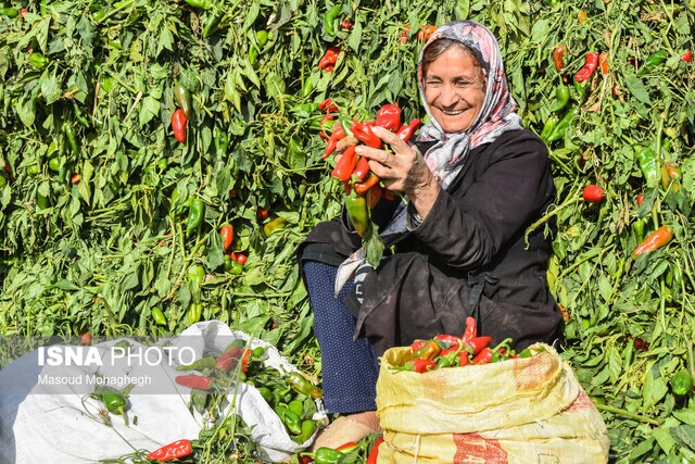 (تصاویر)