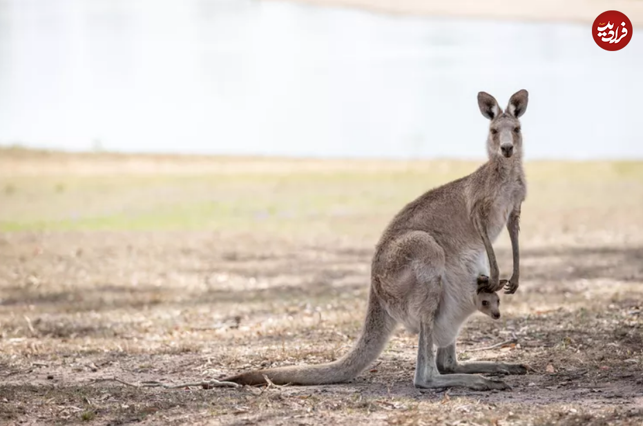۱۵ مادر سخت کوش در قلمرو حیوانات ۱۵ مادر سخت کوش در قلمرو حیوانات