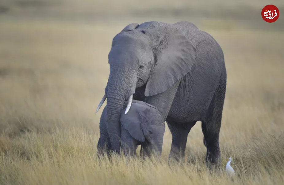 ۱۵ مادر سخت کوش در قلمرو حیوانات ۱۵ مادر سخت کوش در قلمرو حیوانات