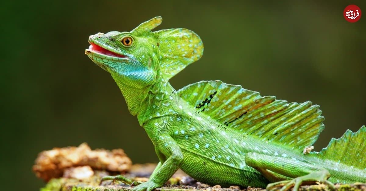 (ویدئو) جانور شگفت‌انگیزی که می‌تواند روی آب بدود