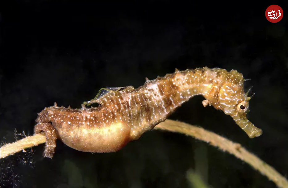 (تصاویر) این ۱۰ حیوان، بهترین پدر‌ها در طبیعت هستند!