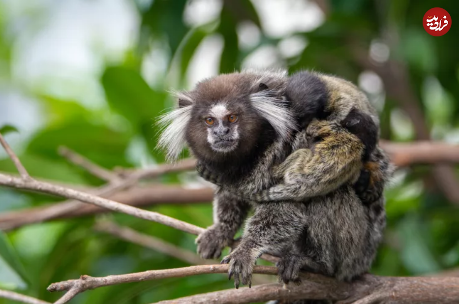 (تصاویر) این ۱۰ حیوان، بهترین پدر‌ها در طبیعت هستند!