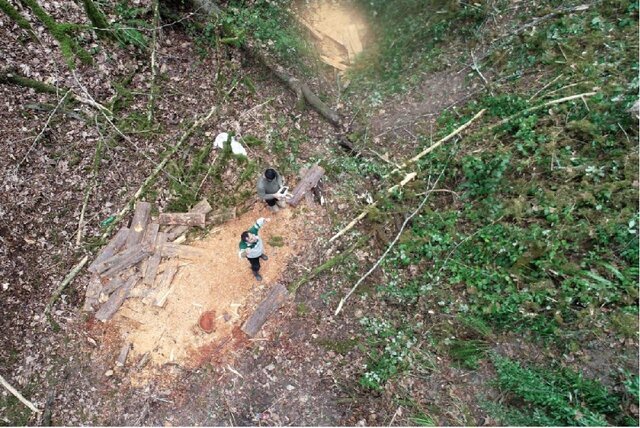 خطر انقراض درخت باستانی و همیشه سبز جنگل‌های نوشهر با قطع غیرمجاز