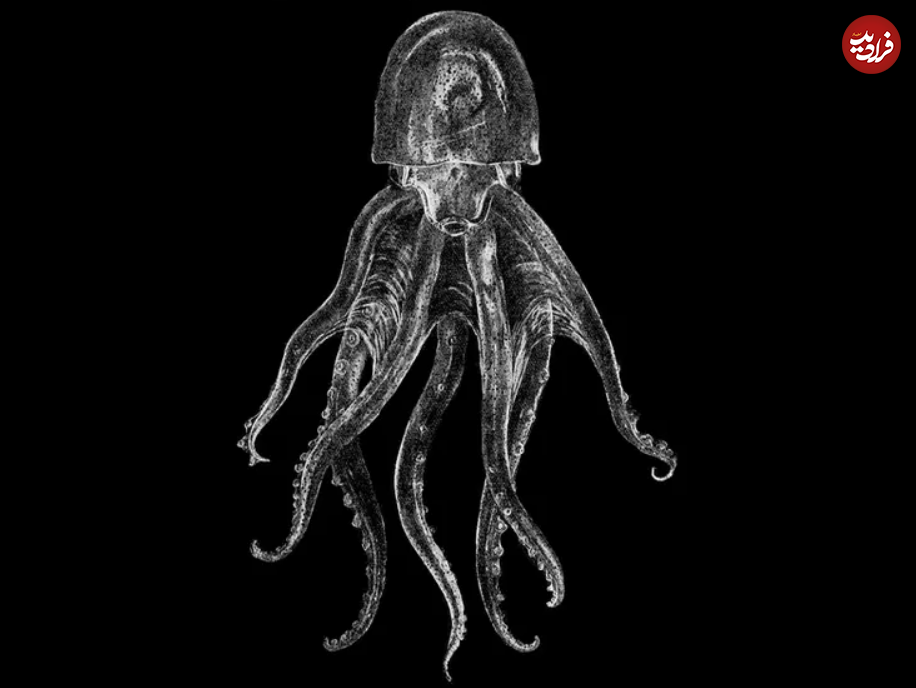 (تصاویر) ۱۱ حیوان شفاف شگفت انگیز با پوست شیشه‌ای