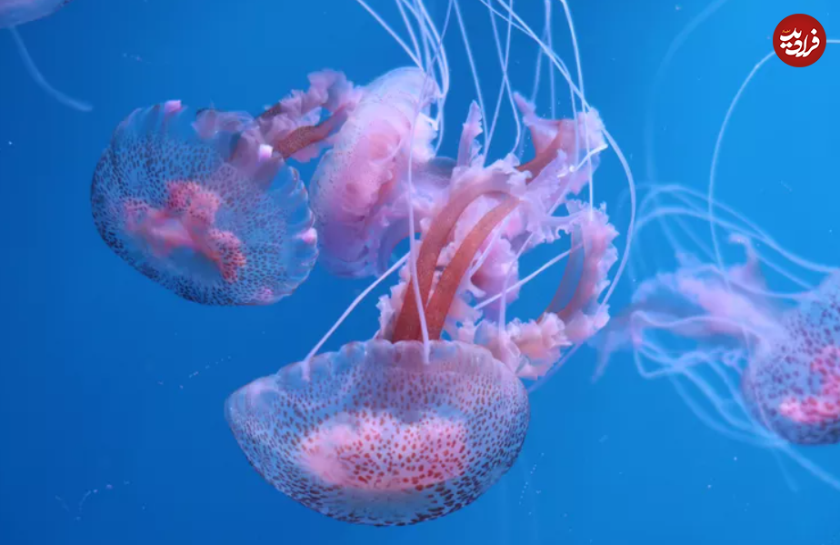 (تصاویر) ۱۱ حیوان شفاف شگفت انگیز با پوست شیشه‌ای