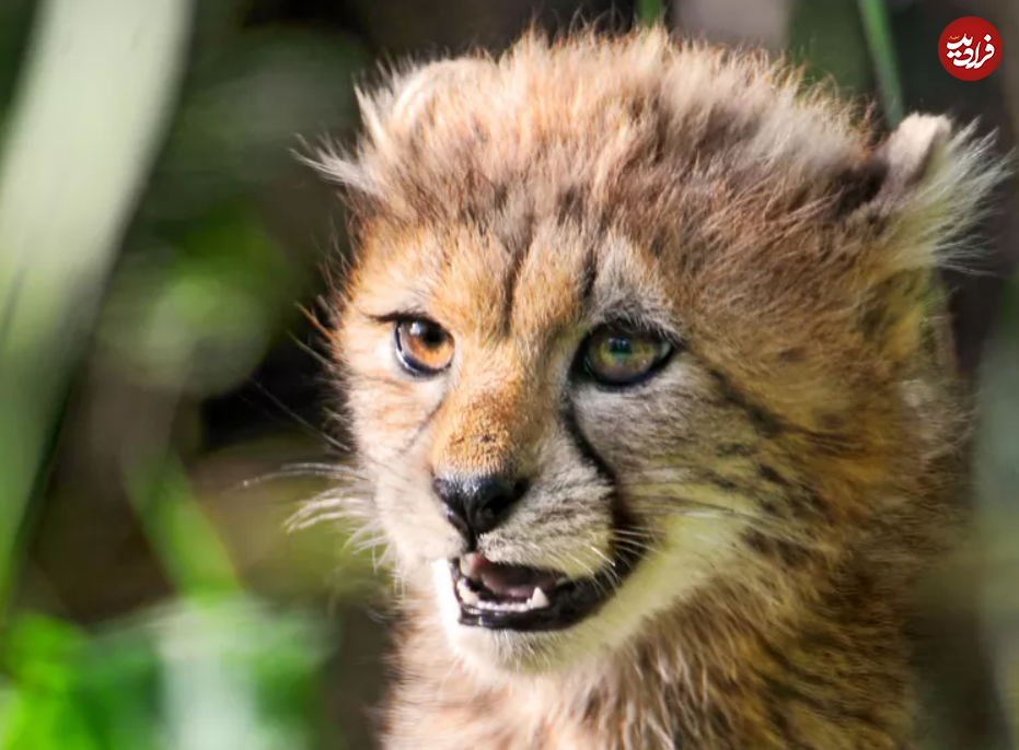 (تصاویر) گول ظاهر این ۱۵ حیوان بامزه، اما کشنده را نخورید!