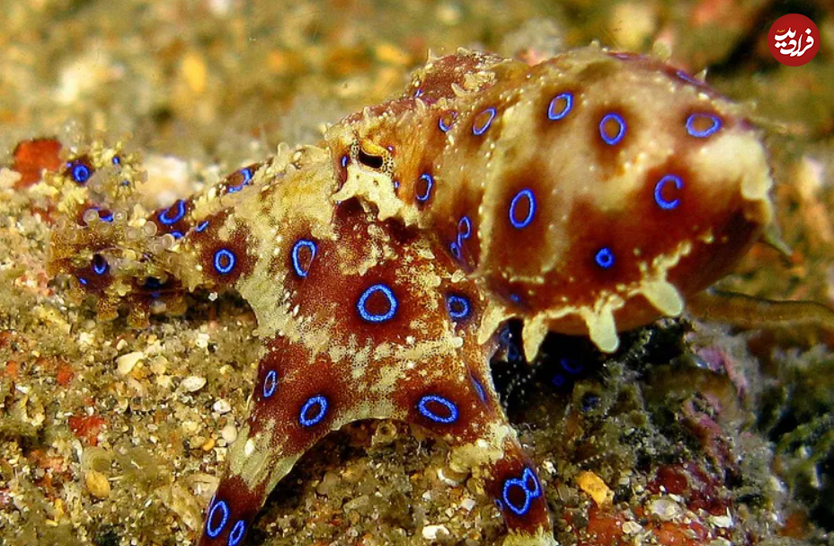 (تصاویر) گول ظاهر این ۱۵ حیوان بامزه، اما کشنده را نخورید!