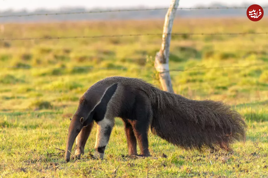 (تصاویر) گول ظاهر این ۱۵ حیوان بامزه، اما کشنده را نخورید!