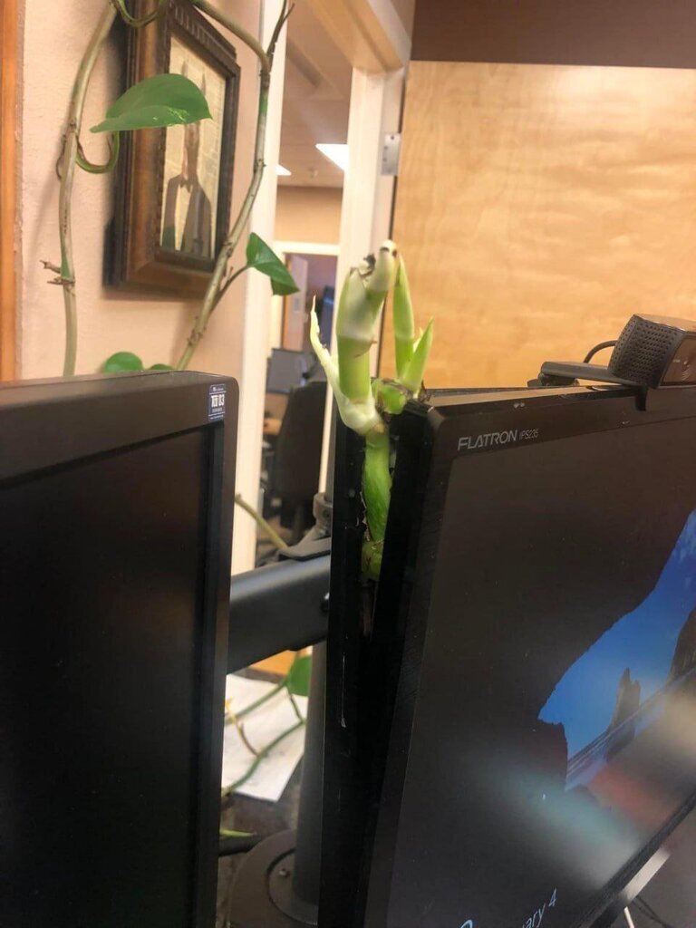 گلی که صاحبش را غافلگیر کرد؛ ریشه زدن یک پتوس در مانیتور