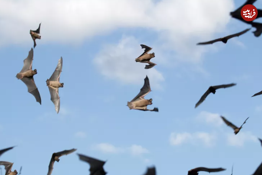 این ۱۵ حیوان، سریع‌ترین جانواران زمین هستند