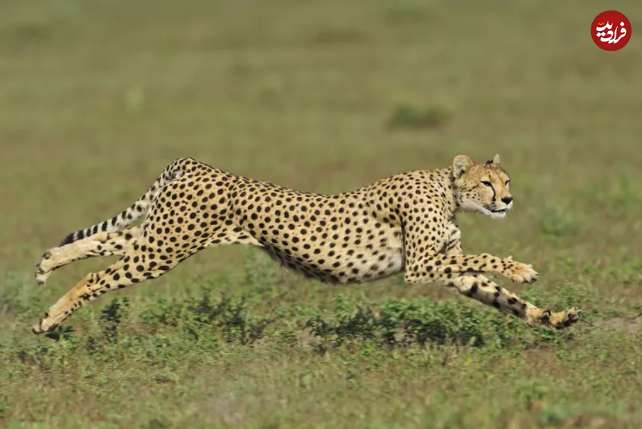 این ۱۵ حیوان، سریع‌ترین جانواران زمین هستند