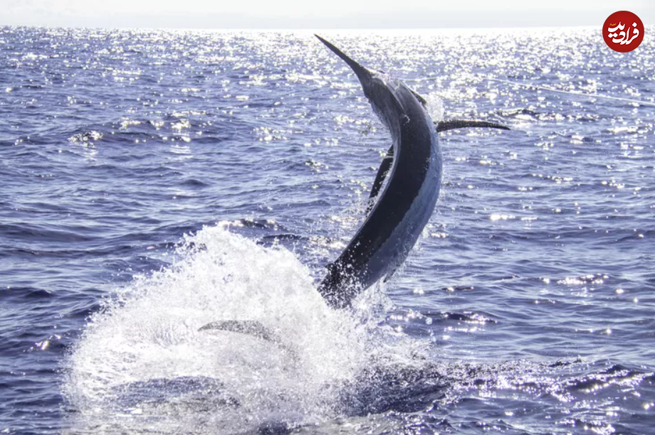 این ۱۵ حیوان، سریع‌ترین جانواران زمین هستند