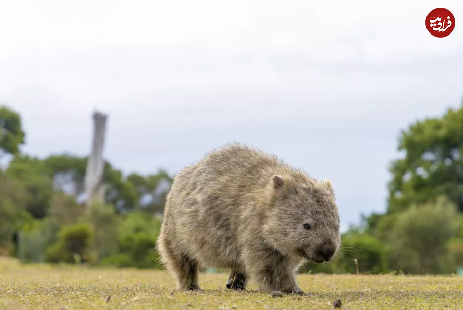 این ۱۵ حیوان، سریع‌ترین جانواران زمین هستند