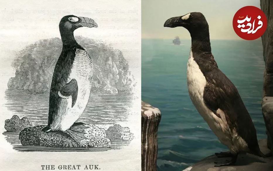 (تصاویر) این ۶ پرنده خارق العاده در طول دو قرن اخیر منقرض شدند!