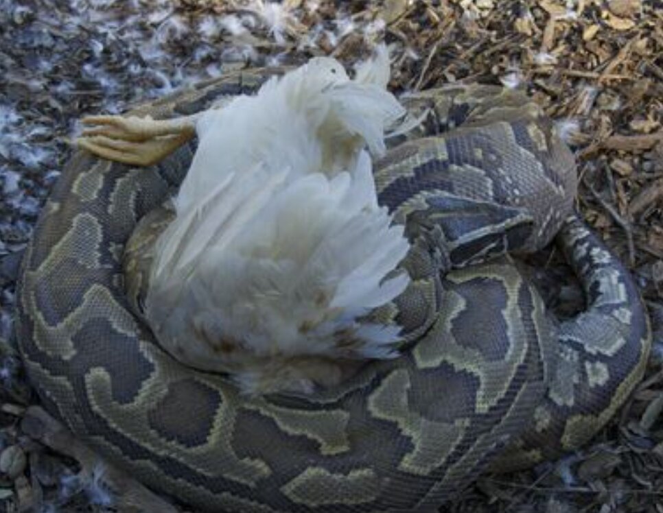 (تصویر) مار آدم‌خوار، پیتون راک آفریقایی، چقدر ترسناک است؟