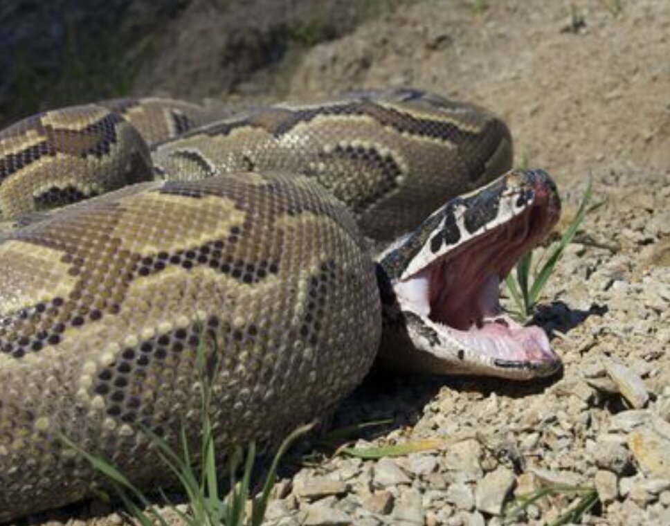 (تصویر) مار آدم‌خوار، پیتون راک آفریقایی، چقدر ترسناک است؟