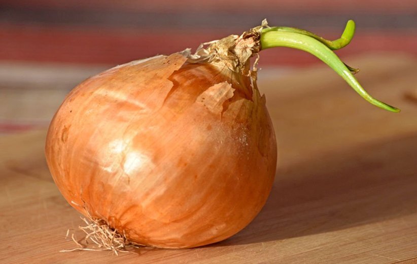 آیا خوردن سیب‌زمینی و پیاز جوانه زده خطرناک است؟