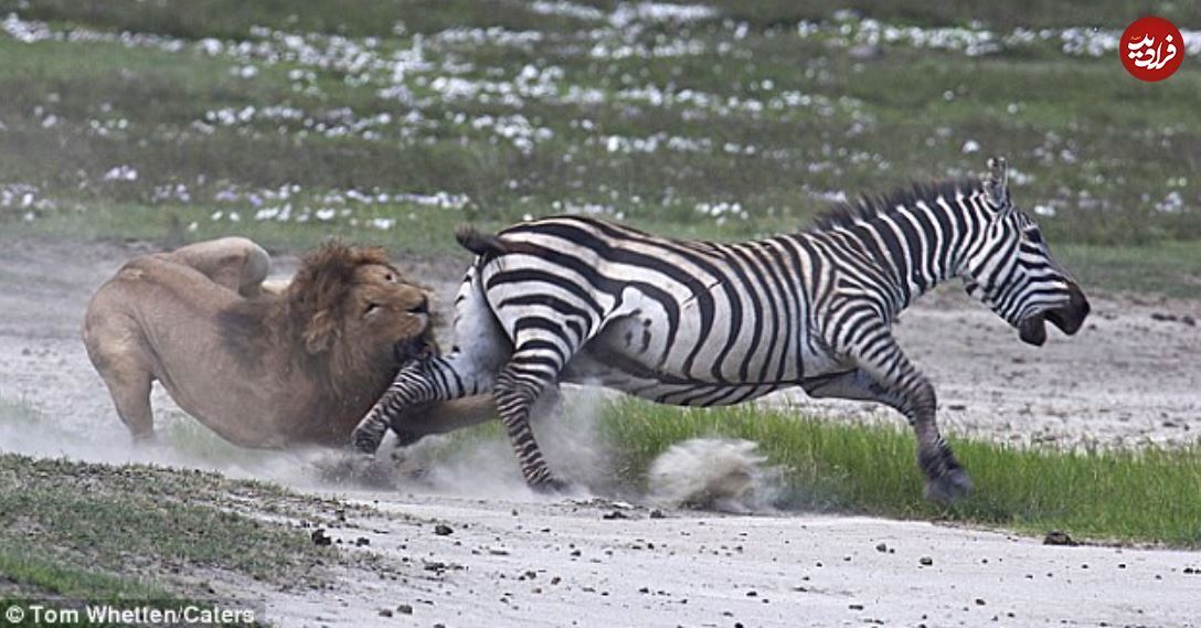 (تصاویر) درس عبرتی که گورخر با جفتک به شیر نر غول پیکر داد!