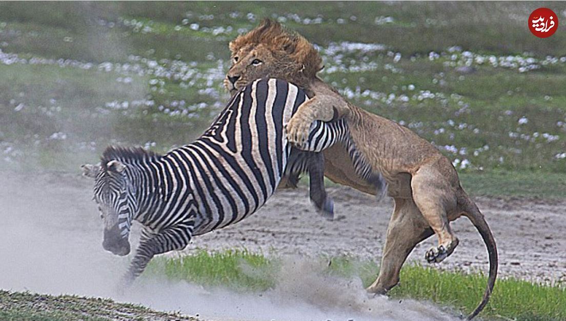 (تصاویر) درس عبرتی که گورخر با جفتک به شیر نر غول پیکر داد!
