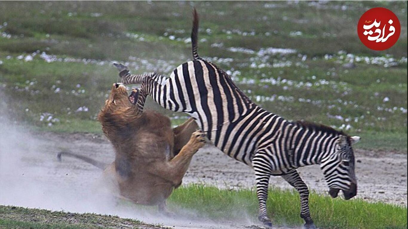 (تصاویر) درس عبرتی که گورخر با جفتک به شیر نر غول پیکر داد!
