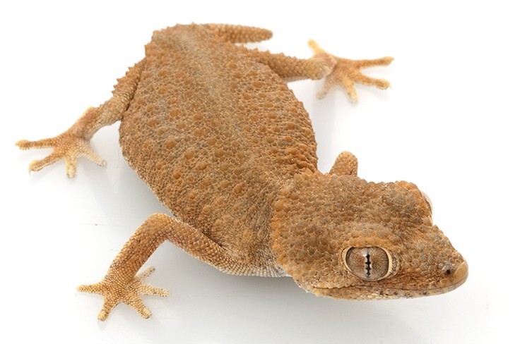 (تصاویر) این حیوانات اعجاب‌انگیزترین چشمان را دارند