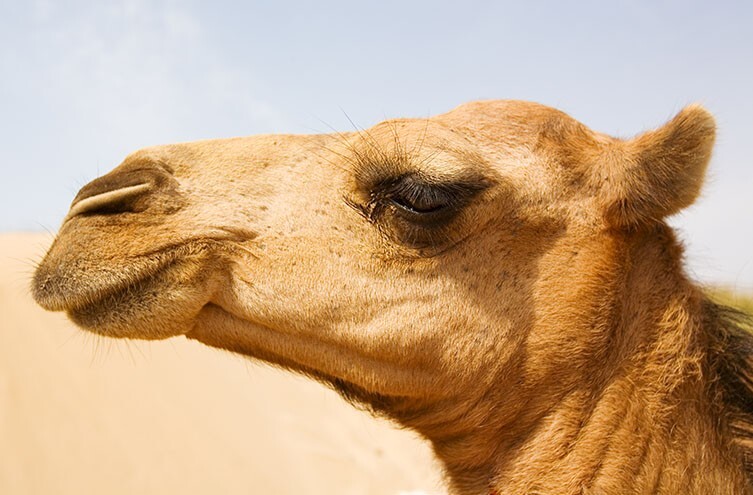 (تصاویر) این حیوانات اعجاب‌انگیزترین چشمان را دارند