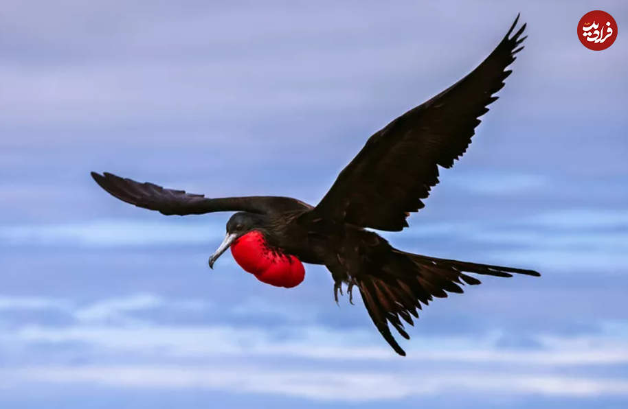 یوزپلنگ‌های آسمان؛ با سریع‌ترین پرندگان جهان آشنا شوید!