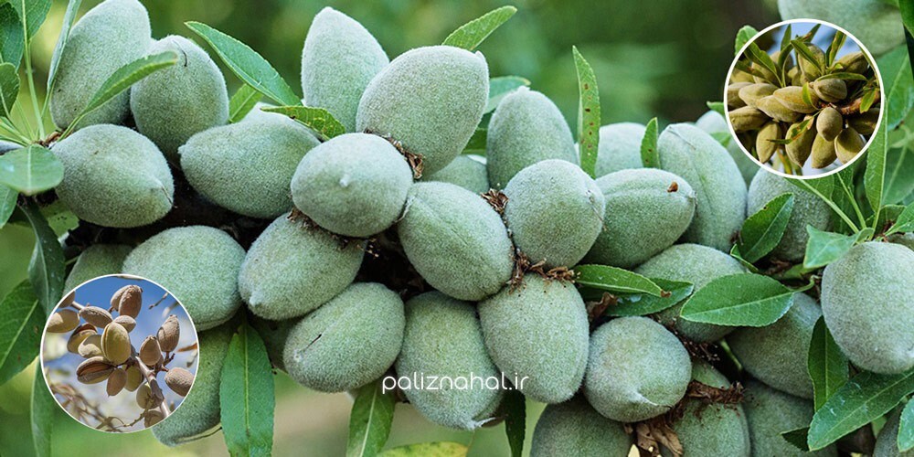 به جای یک دستگاه تصفیه هوا گران قیمت، یک نهال ارزان بخرید!