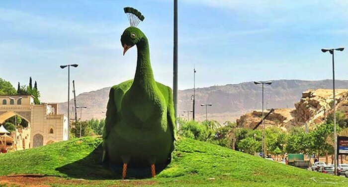 (تصاویر) طاووس بدقواره شیراز دوباره برمی‌گردد