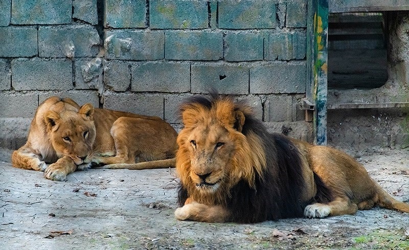 (تصاویر)