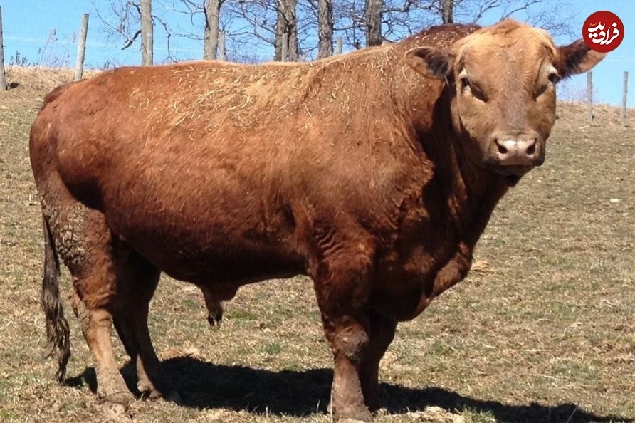 ۷ حیوان ترکیبی که از دیدن‌شان غافلگیر می‌شوید