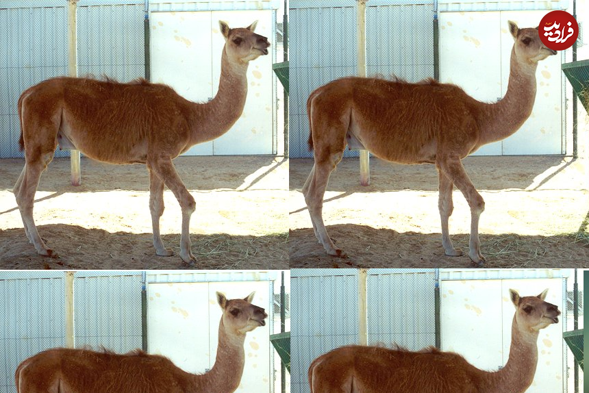 ۷ حیوان ترکیبی که از دیدن‌شان غافلگیر می‌شوید