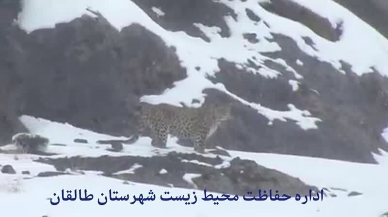 (تصویر) مشاهده یک قلاده پلنگ در روستایی نزدیک تهران