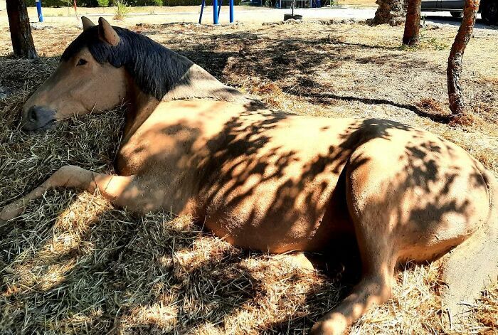 شگفت‌انگیزترین مجسمه‌هایی که با واقعیت مو نمی‌زنند