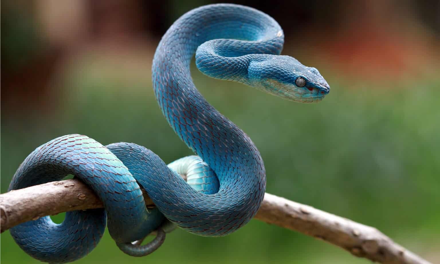 افعی گودال جزیره‌ای (Trimeresurus insularis)