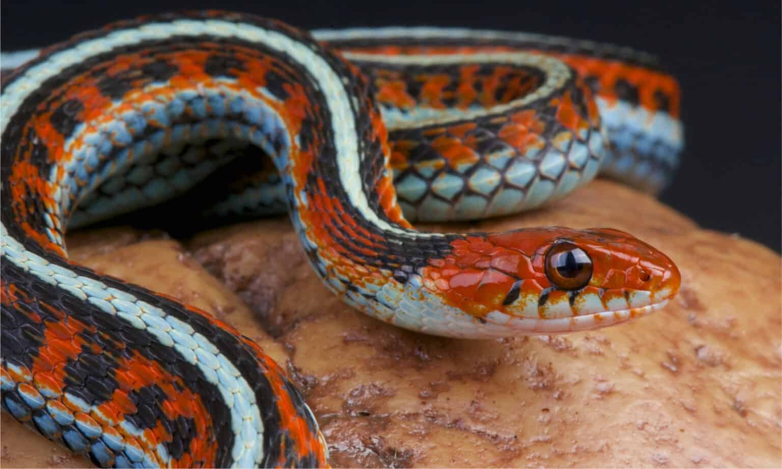 مار گارتر سانفرانسیسکو (Thamnophis sirtalis tetrataenia)