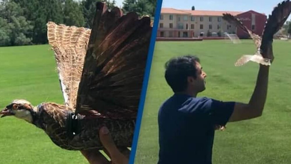 (تصویر) پهپاد خارق العاده و بی مانند دانشمند ایرانی در جهان
