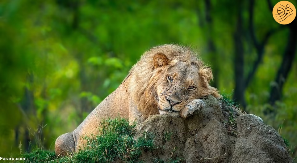 (تصاویر)