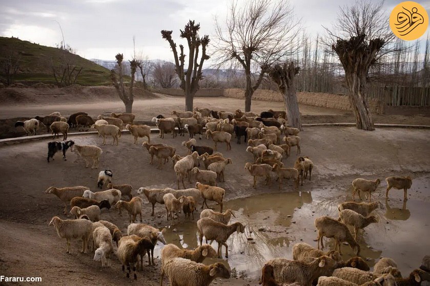 افغانستان