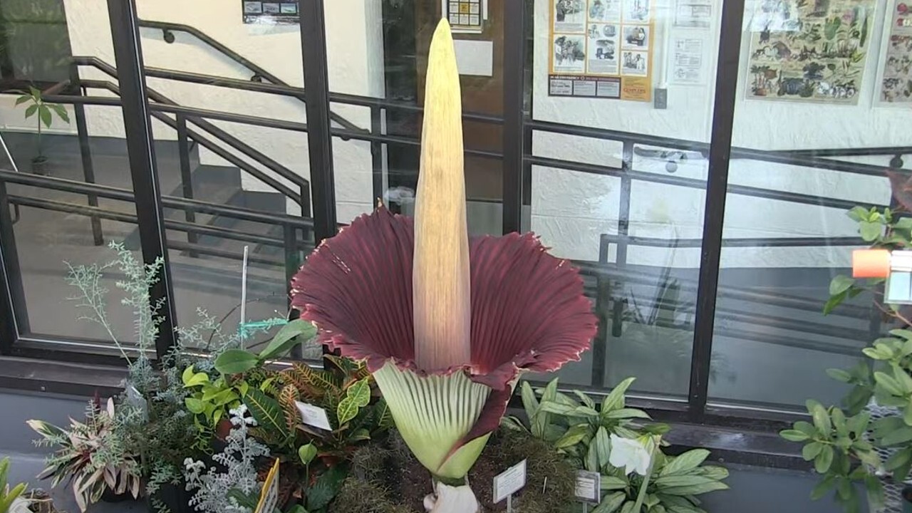 (عکس) این گیاه عجیب بوی گوشت گندیده می‌دهد!