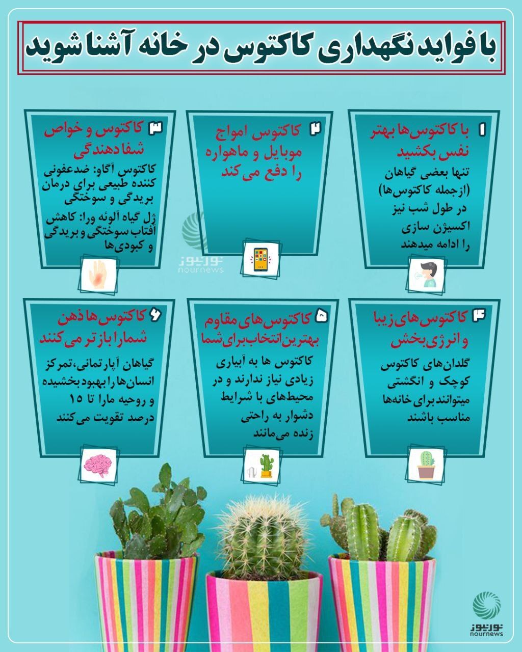 فواید نگهداری کاکتوس در خانه و آپارتمان