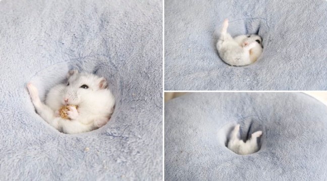 گاف بامزه‌ی خِنگ‌ترین مار جهان، پر بازدید شد