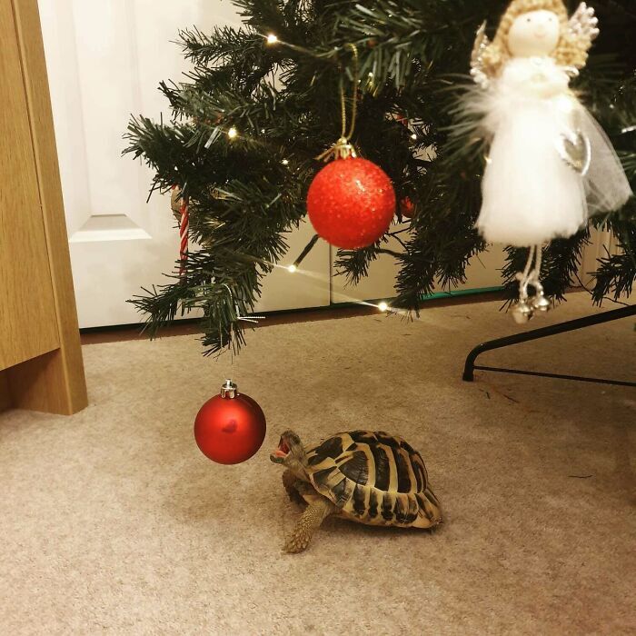 گاف بامزه‌ی خِنگ‌ترین مار جهان، پر بازدید شد