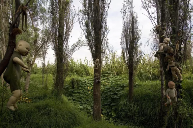 افسانه جنگلی: جنگل های غیر معمول در جهان