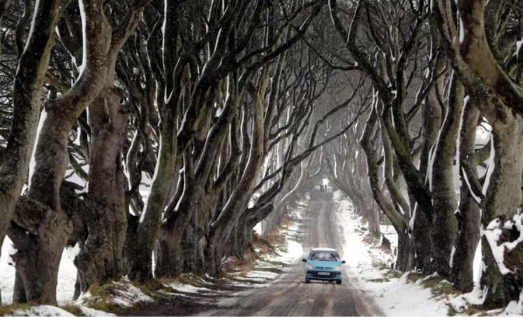 افسانه جنگلی: جنگل های غیر معمول در جهان