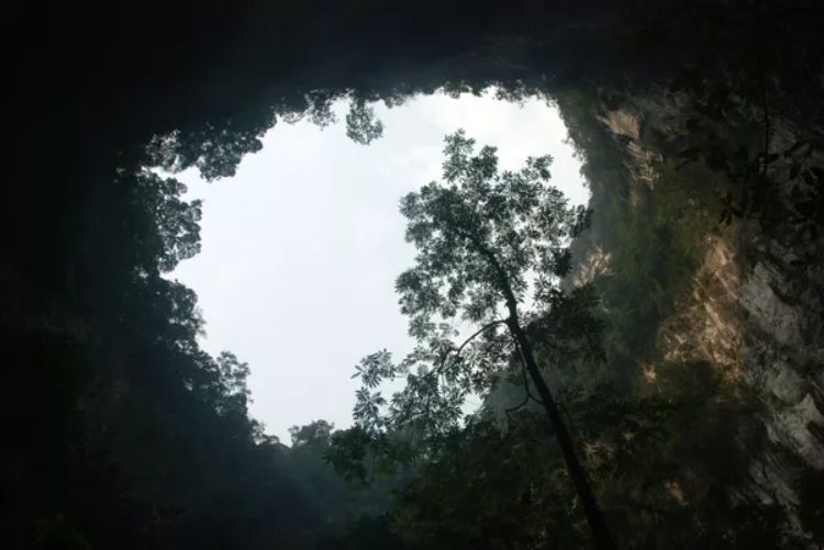 افسانه جنگلی: جنگل های غیر معمول در جهان