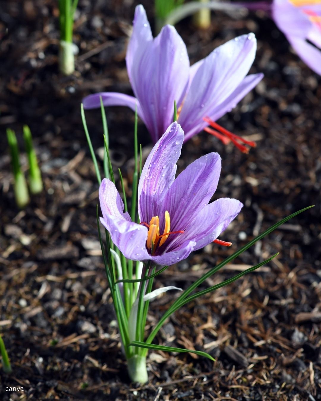 از ارکیده تا زعفران: گران‌ترین گل‌های جهان