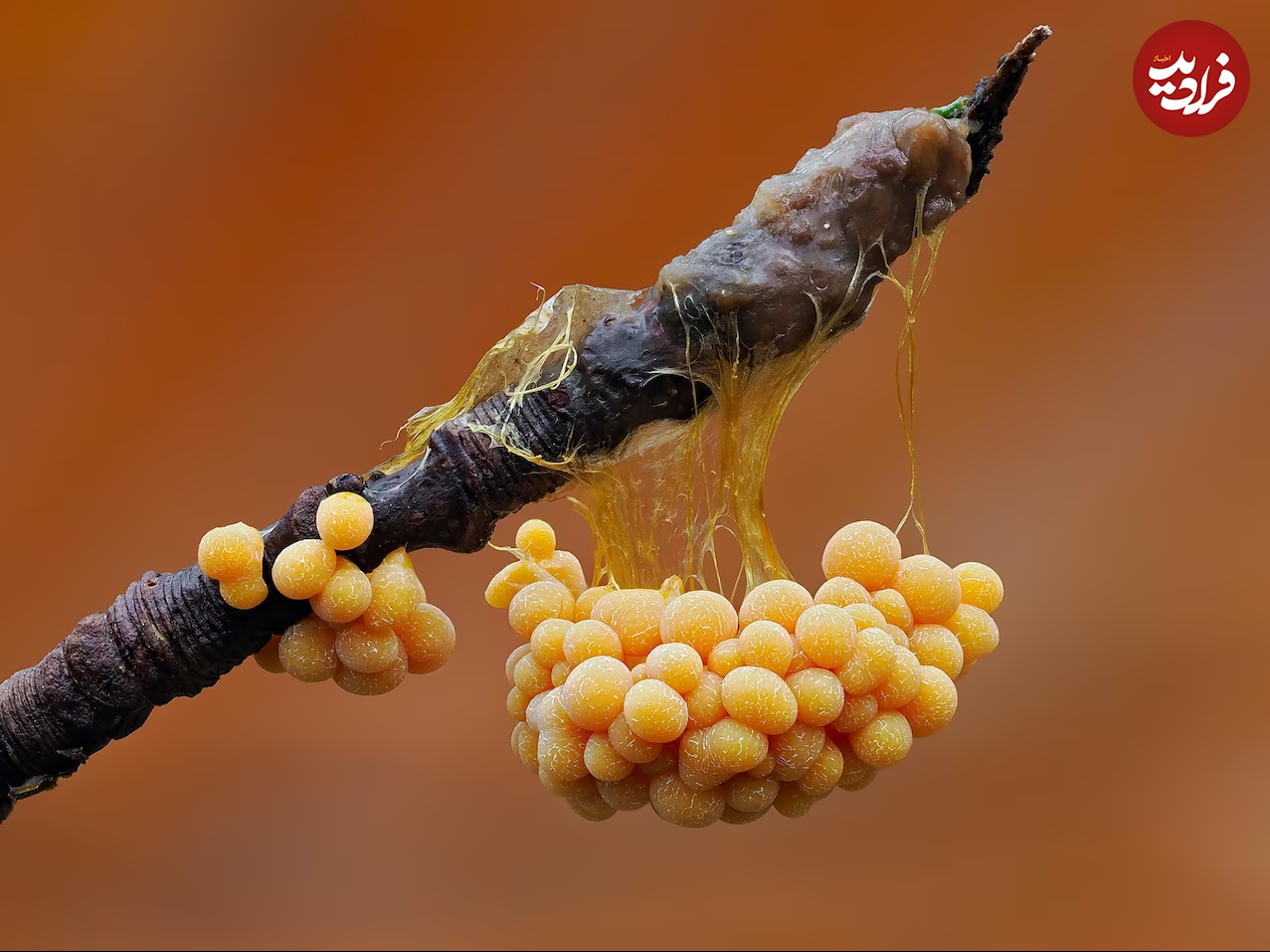 (تصاویر) زیبایی حیرت‌آور «کپک لجن»!