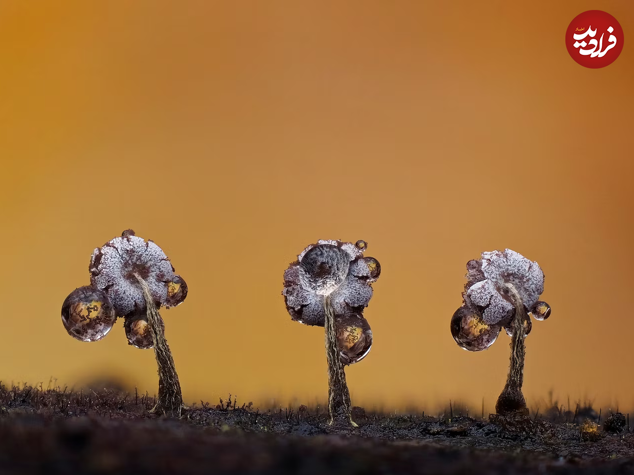(تصاویر) زیبایی حیرت‌آور «کپک لجن»!
