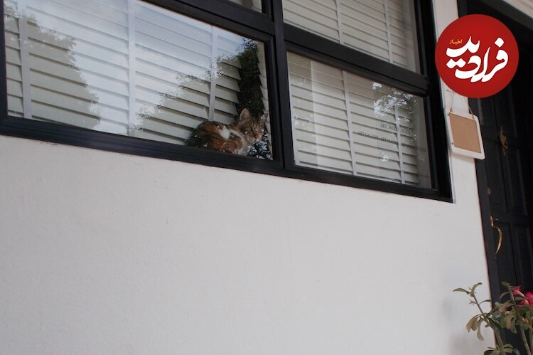 عکس‌های جالبی که یک سگ با ضربان قلبش گرفته است!